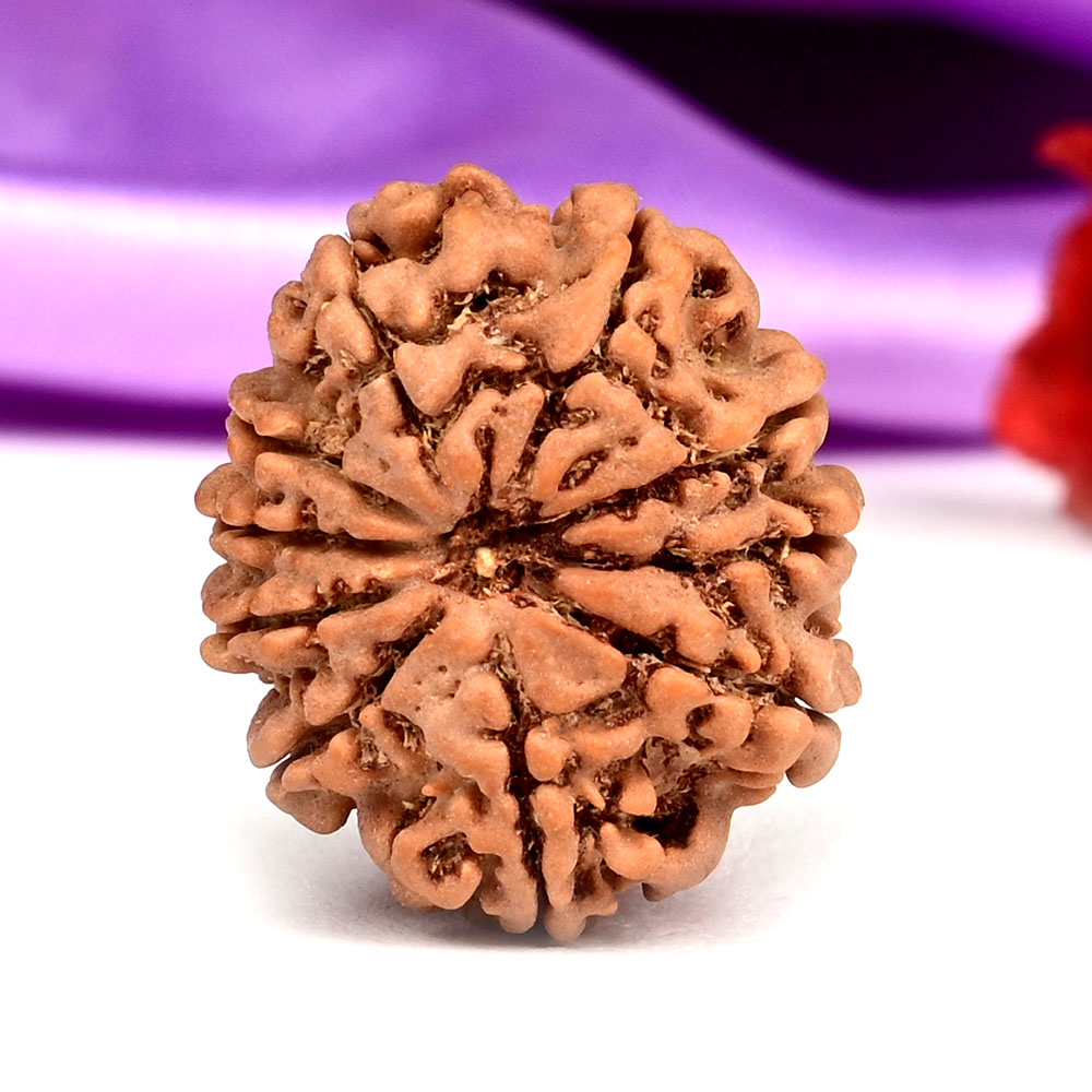  10 Mukhi from Nepal Small - CCCXV